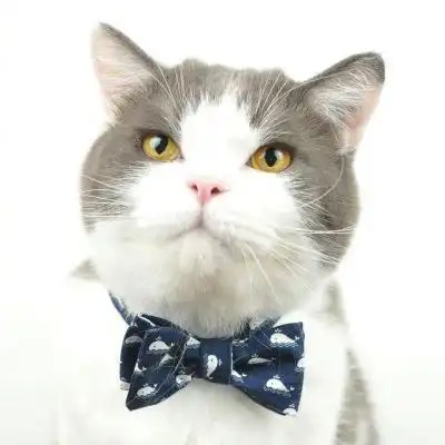萌萌哒猫头像可爱动物