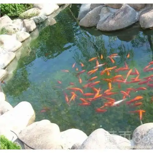 运城锦鲤鱼池改造哪家好卡利净鱼池过滤器-黄页88网