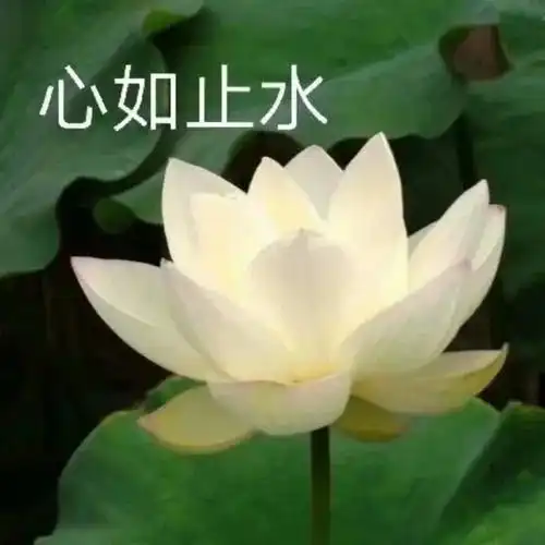 花之语莲花