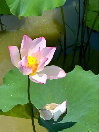 微信头像荷花女孩绽放