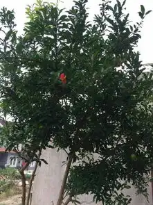 女生最漂亮头像石榴树