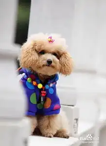 泰迪不能吃什么东西