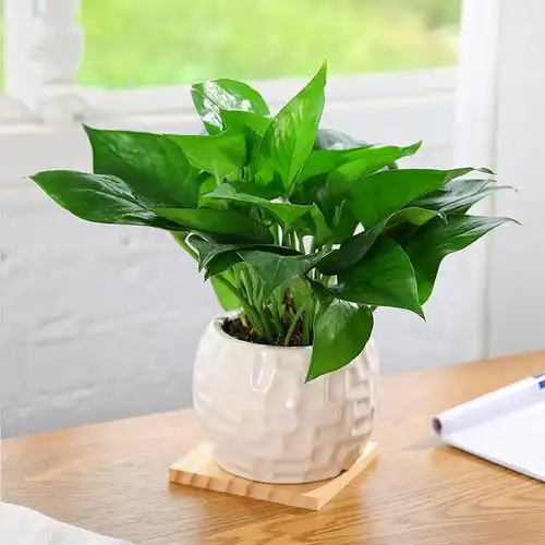 在家里养这6种盆栽,不仅净化空气还旺财,提升生活质量