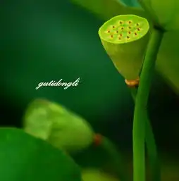 游大唐芙蓉园之荷趣专辑第2页固体动力