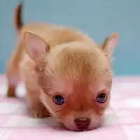 狗狗头像女生微信头像图片大全