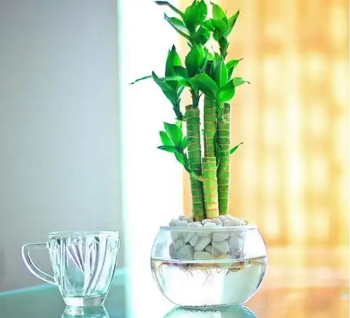 旺宅的植物是什么