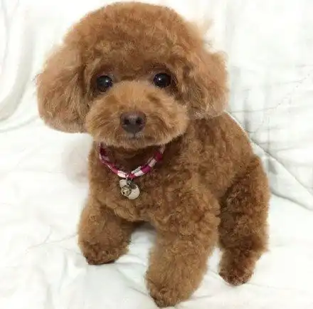 非主流带字头像女短发泰