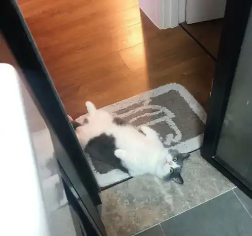 猫咪在家频频劈叉,知道原因以后,铲屎官哭笑不得