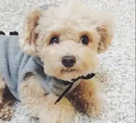 微信头像萌宠泰迪