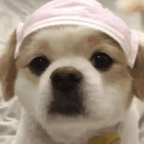 谈恋爱时,千万不要跟女朋友讲道理