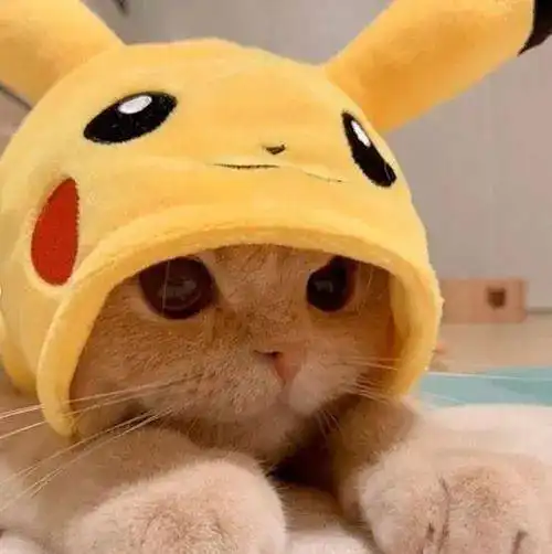 当可爱猫咪带上比卡丘帽子会怎样