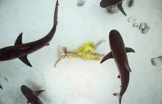 摄影师海底拍摄美女与鲨鱼同游合照