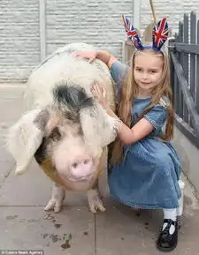 7岁的小姑娘和一只500斤的肥猪成了好朋友后,也是精致的猪猪女孩了...