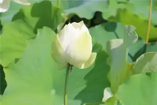 旗袍美女带你逛千荷园,江苏苏北洪泽湖的荷花美如画