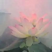 荷花微信头像图片大全微信头像图片大全