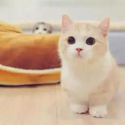 网友手机里最萌的一张猫咪照片8