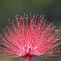 快手头像花朵图片大全