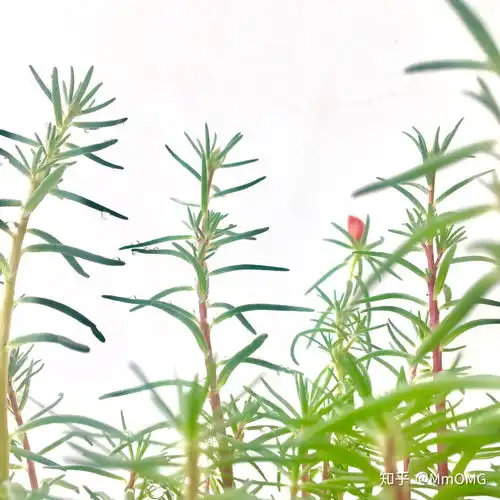 有什么适合在寝室里养的植物