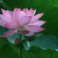 微信头像图片大全微信风景头荷花图片