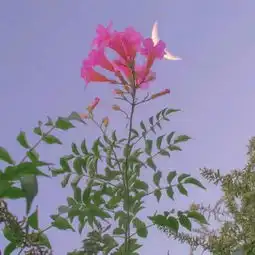 带好运的风景花草微信头像2019精选唯美优质风景头像心愿游戏