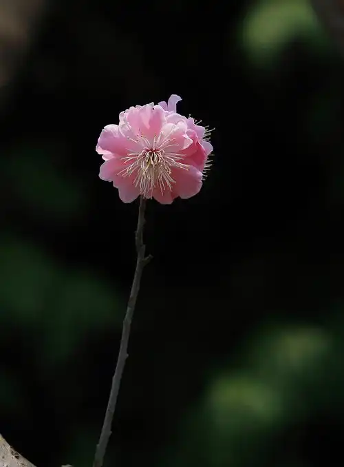 庆祝国际五一节景美,花美,美女更美今天是五一节日啊赶紧精选好片上来庆贺啊