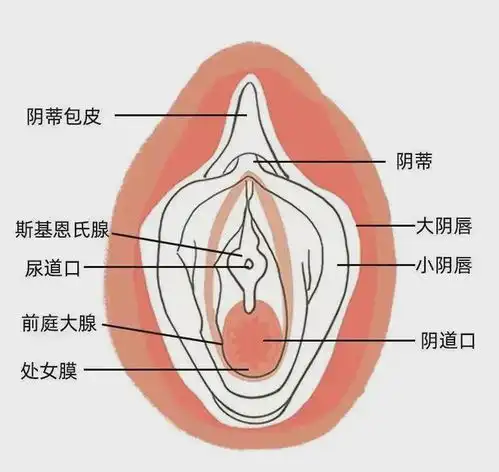 女性快感的关键按钮,很多男女都搞错了