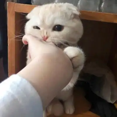 无水印女生头像脑子