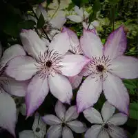 耳相算命女人耳朵小又看不见的面相好不好