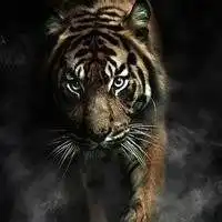 下载微信头像动物老虎图片大全可爱