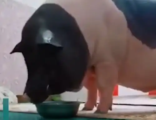 辽宁一女子买迷你宠物猪,4年长成350斤大肥猪,因有感情舍不得卖