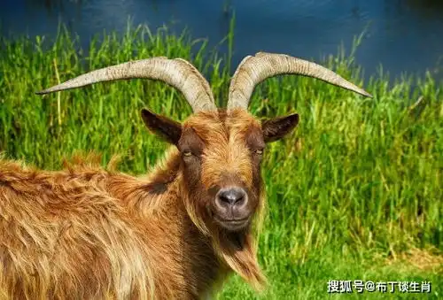 属相羊人只有下面2个人,才是你后半生真正的活财神