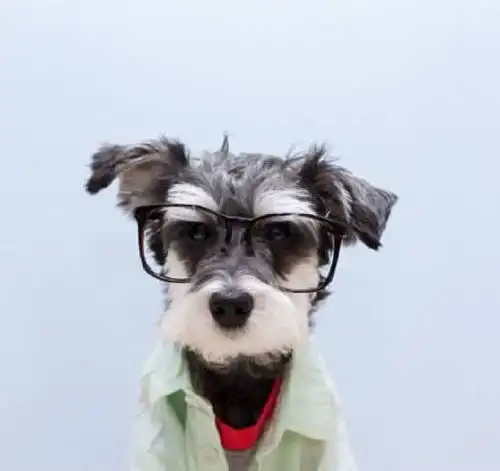 戴眼镜美女卡通头像猫咪