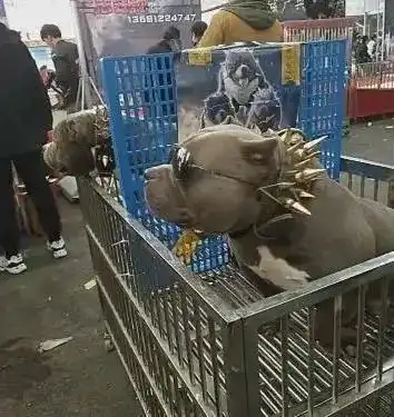 狗狗被带去狗市贩卖,路人这么霸气谁能降服