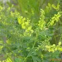 其它草坪种子雪松龙柏沭阳县富春园林绿化苗木场第11页