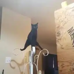 猫站在衣架上劈叉,猫我在练杂技,你信吗