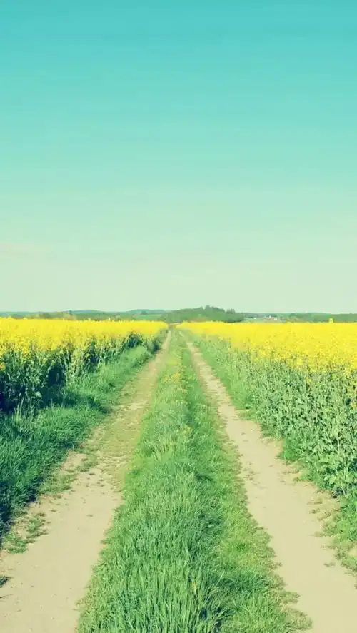 3月28春天锁屏壁纸原图更新自取不谢