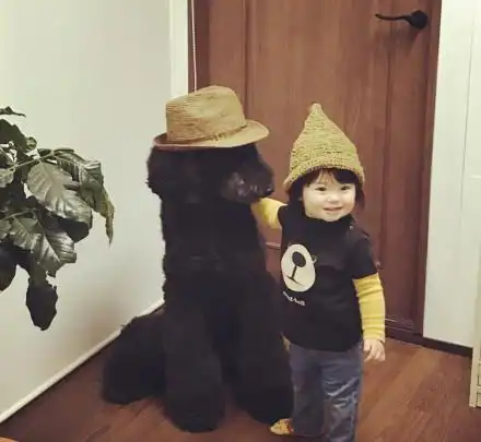 三只巨贵给女孩当玩伴又当保镖又来骗我养狗生女儿了