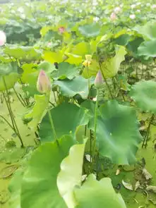 微信头像荷花女孩姚西村