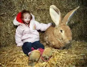 现实版拇指姑娘,跟兔子一样大的她,是世界上最迷你女孩