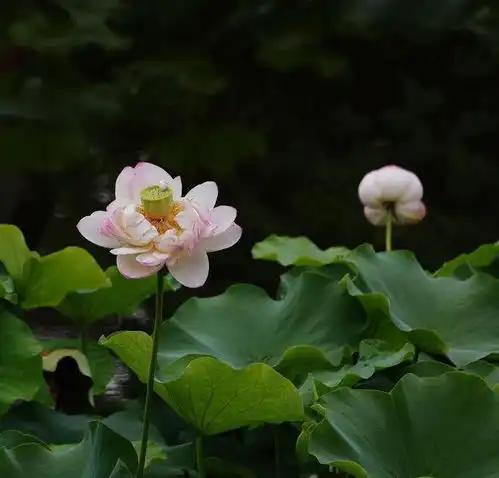 又闻荷花香摄影