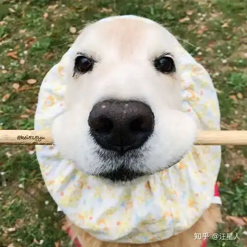 去世的狗狗们都去了哪里这可能是最好的回答...
