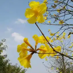 南宁巴西国花黄花风铃木妖艳盛放,花期短,赶紧约