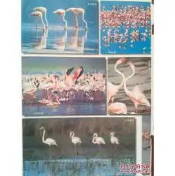 自然风光摄影封面插页环球1998.火烈鸟,全国美女