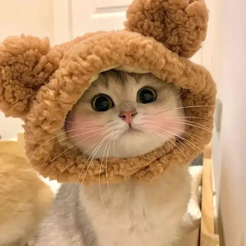 头像背景丨且听风吟静待花开