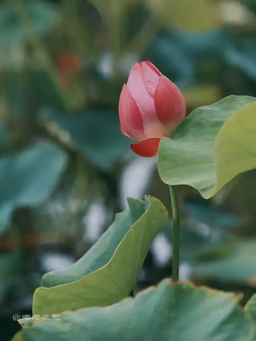 西安旅游推荐大唐芙蓉园的荷花已经开了,就等你来赏了