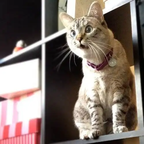 小猫微信头像搞笑