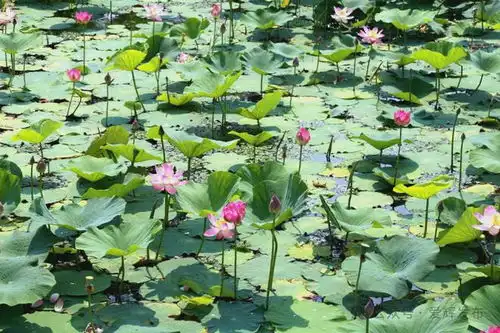 荷花我不想卷了,我想开了