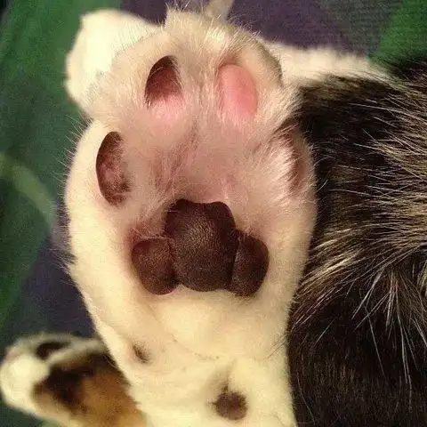 如何让猫主动伸出jiojio给你吸