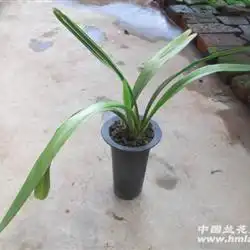 新品大黄花