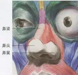 送个2020届美术生和零基础成人,美院在读研究生最新解析素描鼻子